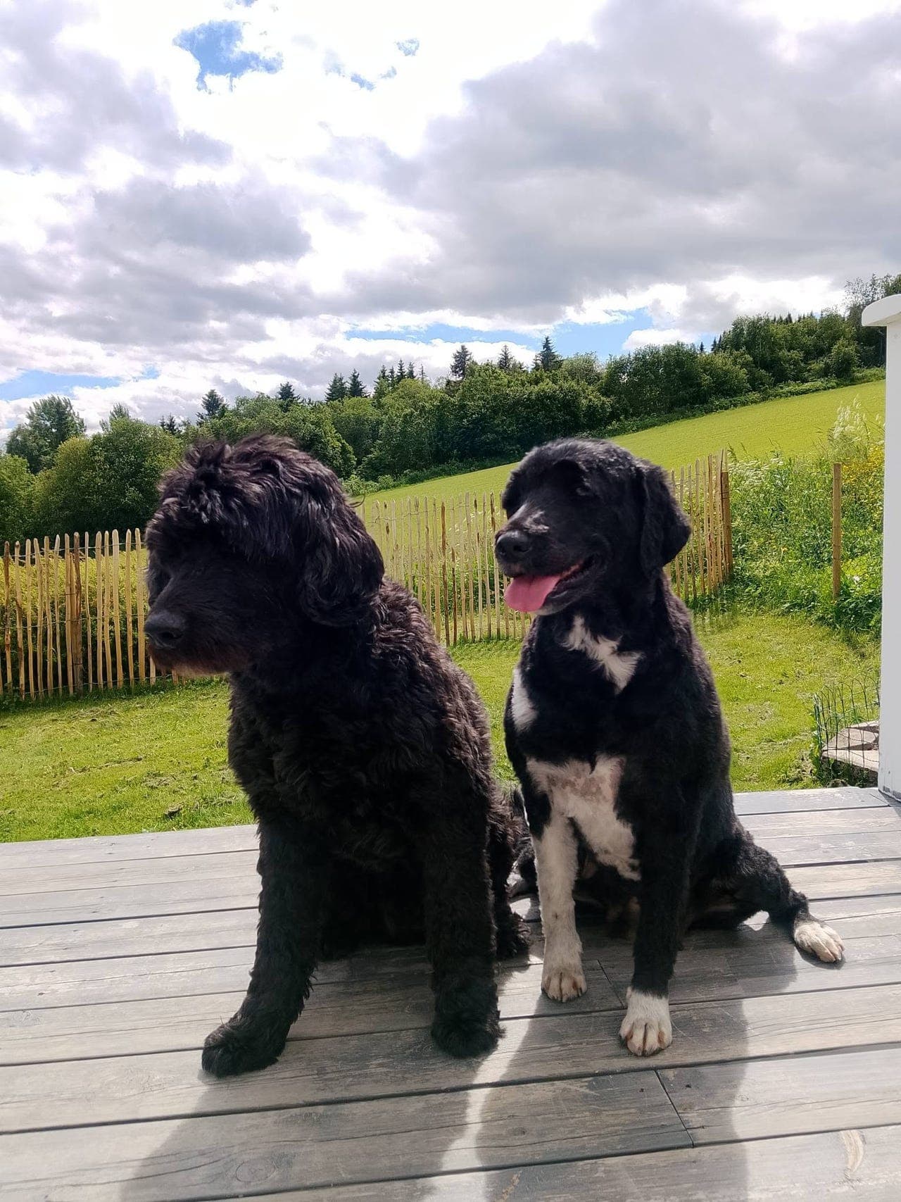 Portugisisk vannhund - vi venter valper, leveringsklare september