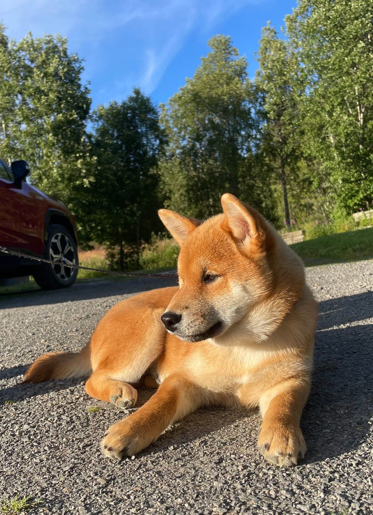 ✨Leveringsklar Shiba hannvalp✨