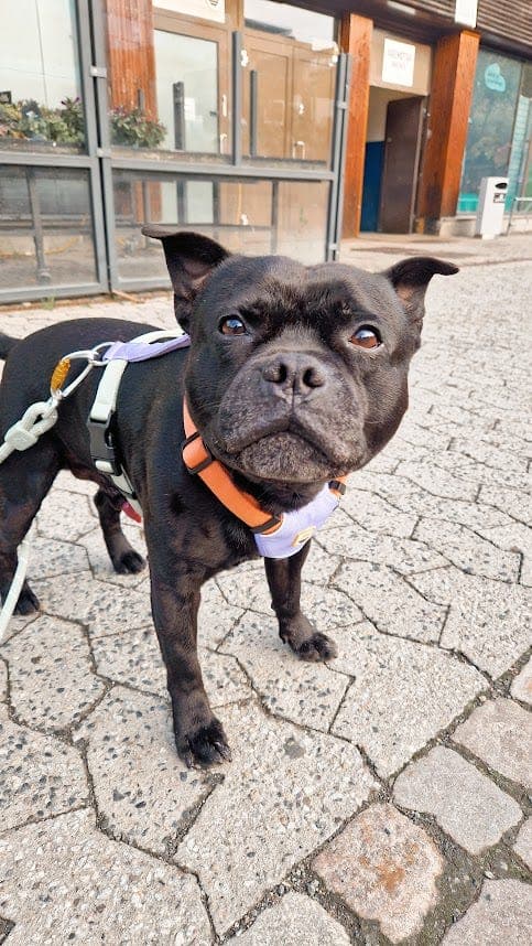 Avlastningshjem søkes til Staffordshire Bull Terrier
