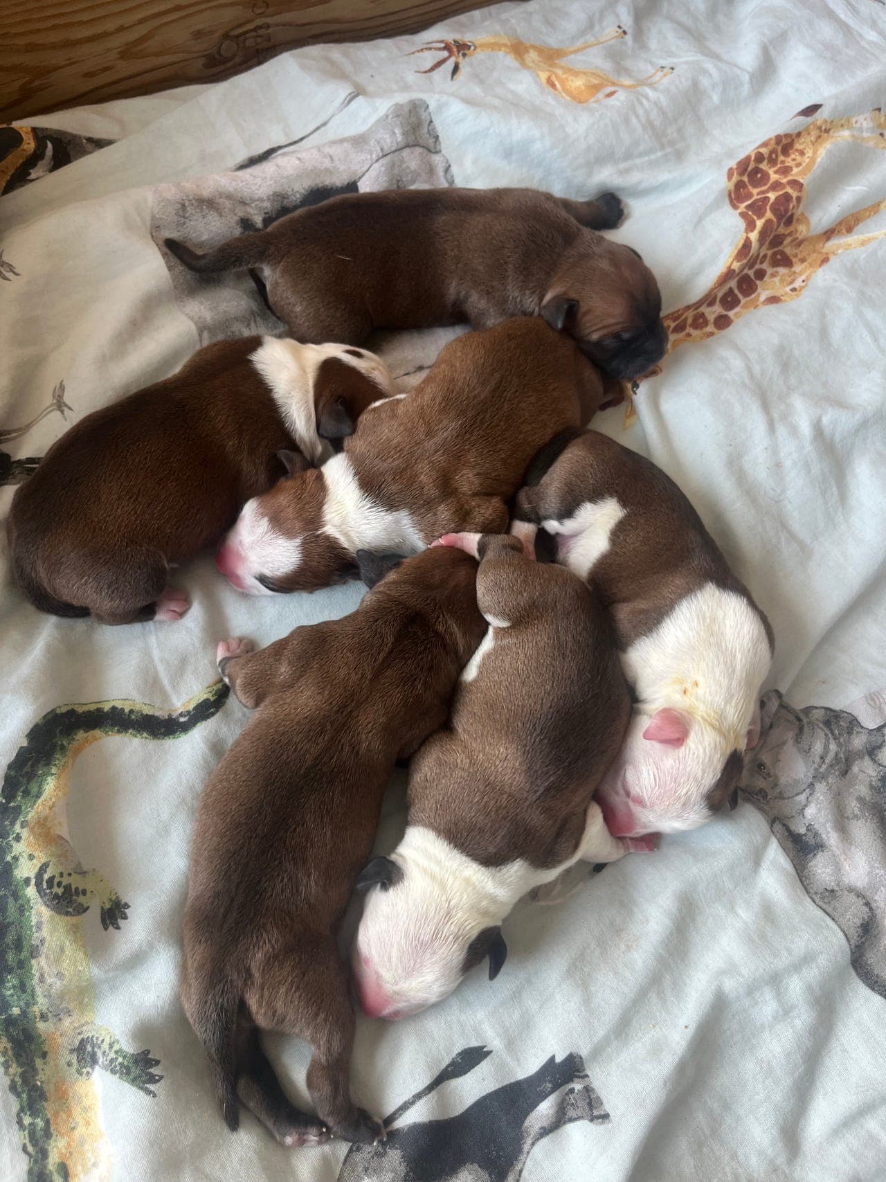 Staffordshire bullterrier 6 valper født 4. juli - alle valpene er reservert