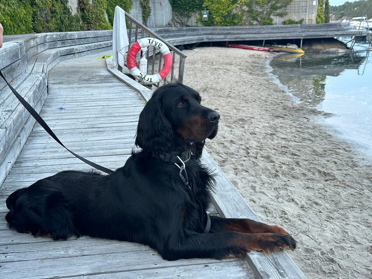 Gordon setter