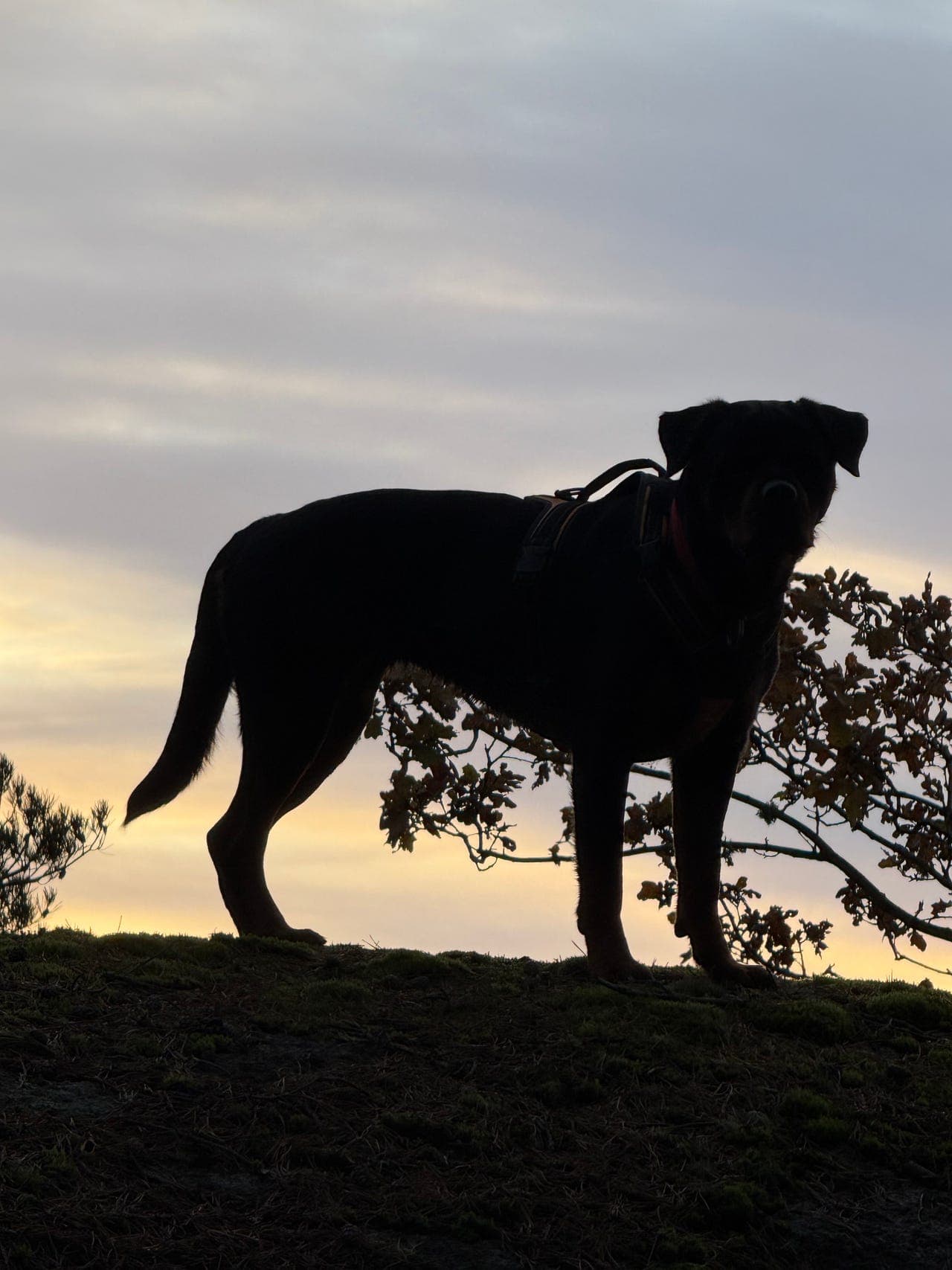 Rottweilertispe