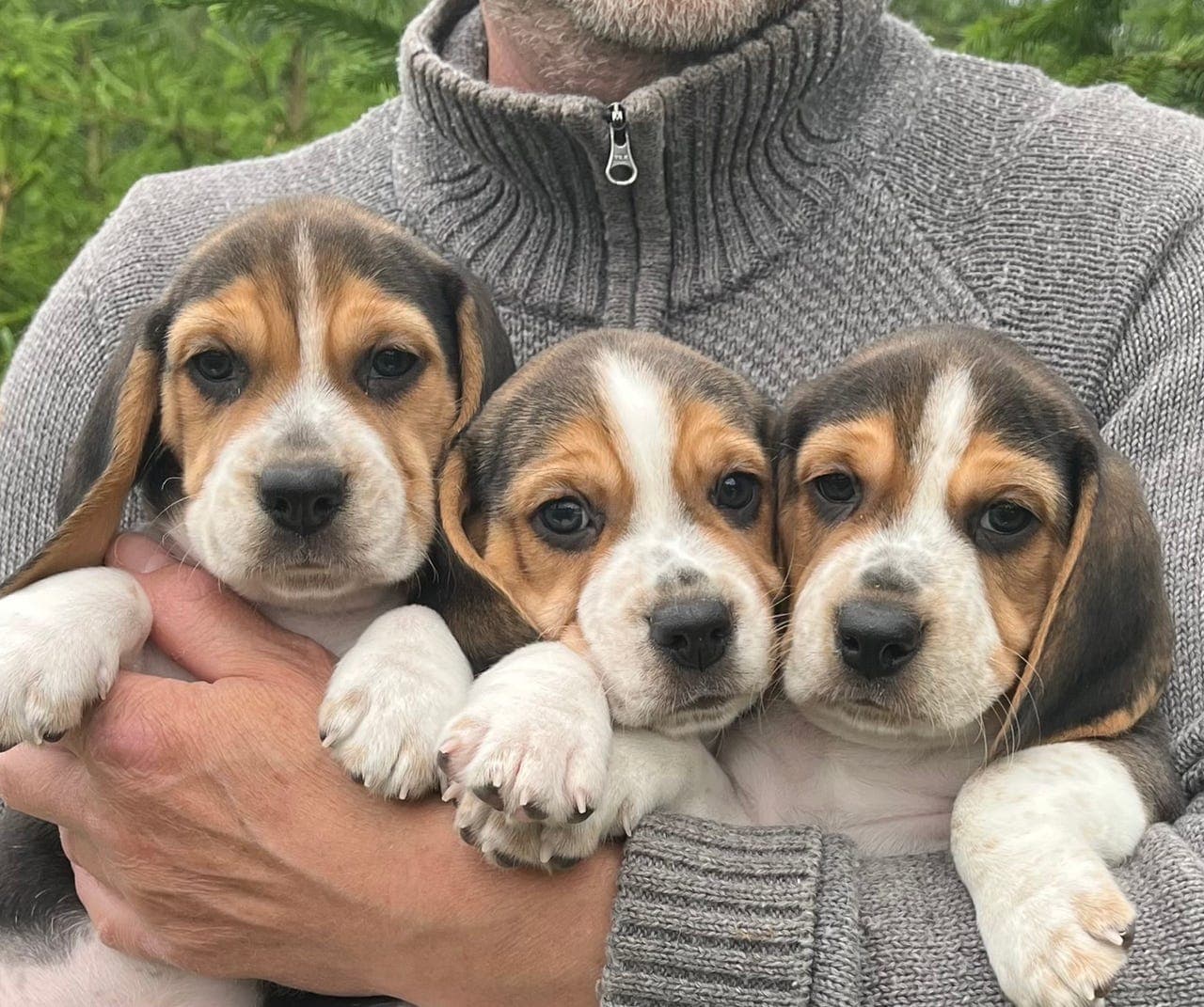 Beagle valper født 9. mai!