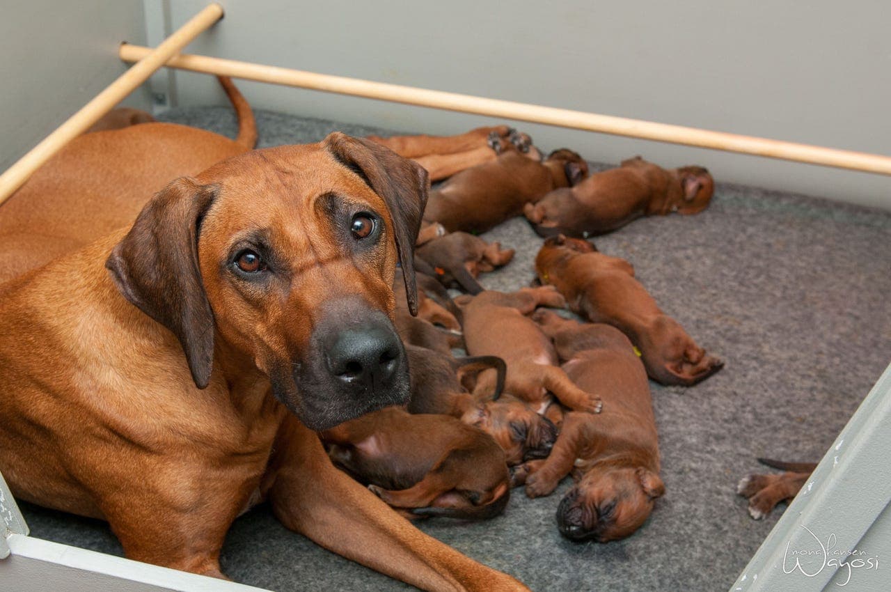 Rhodesian Ridgebackvalper leveringsklare uke 31