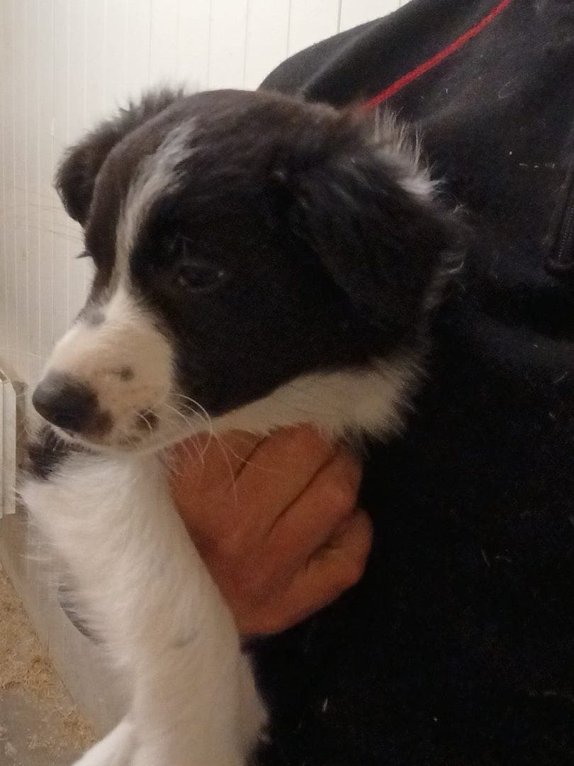 Border collie gjeterhund tispevalp