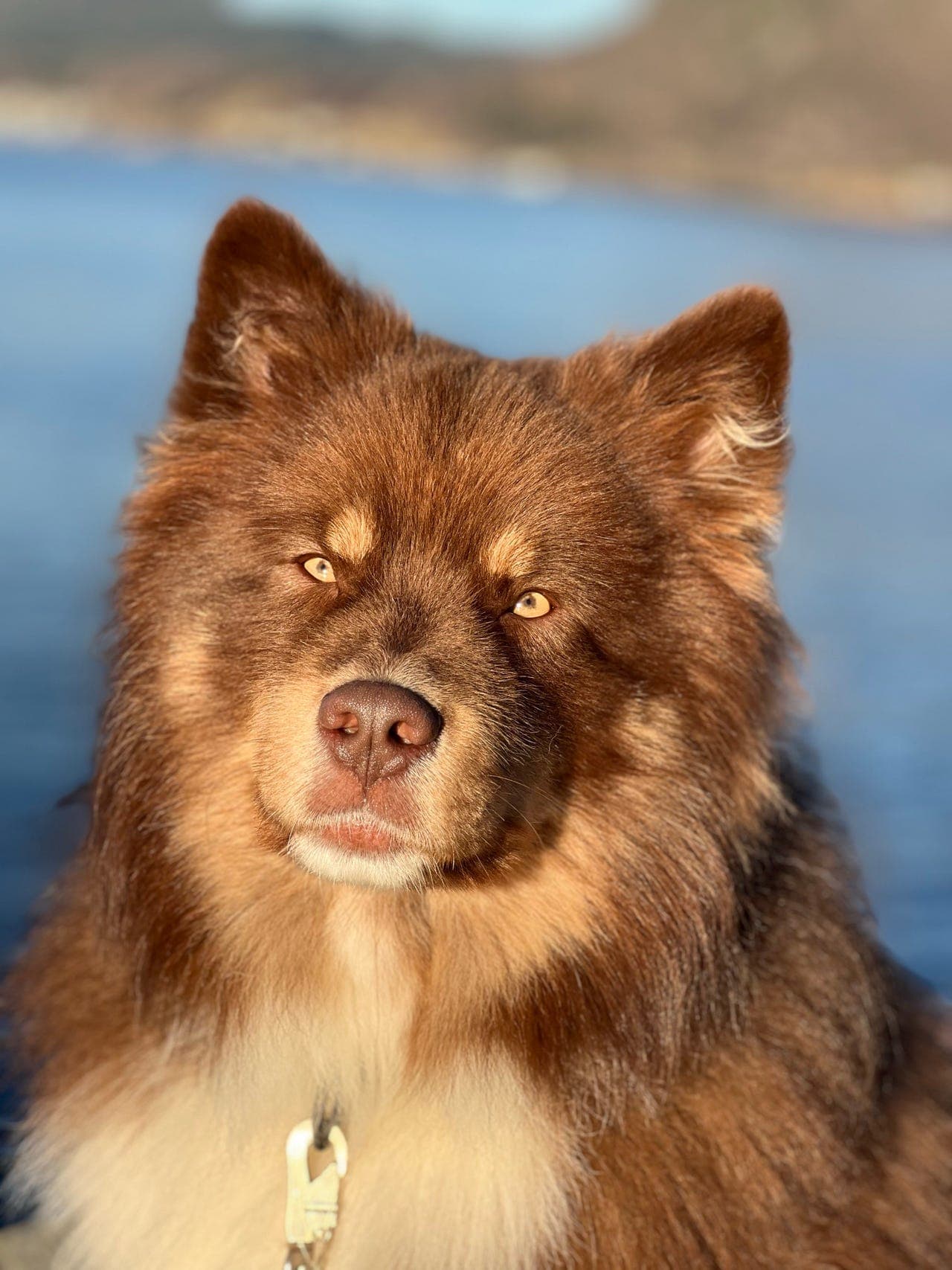 Finsk lapphund