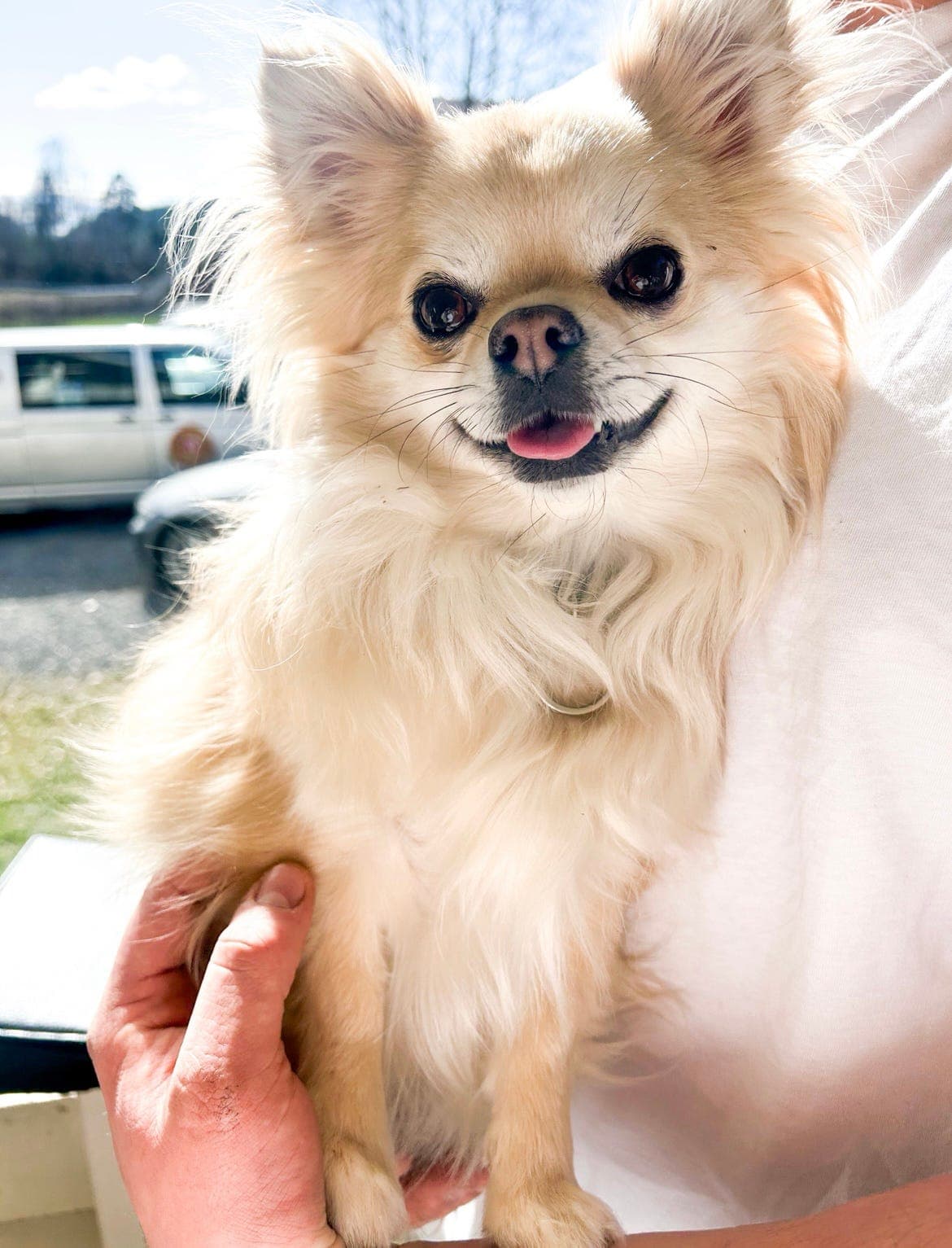 Theodor søker sitt nye for-alltid-hjem🐶❤️