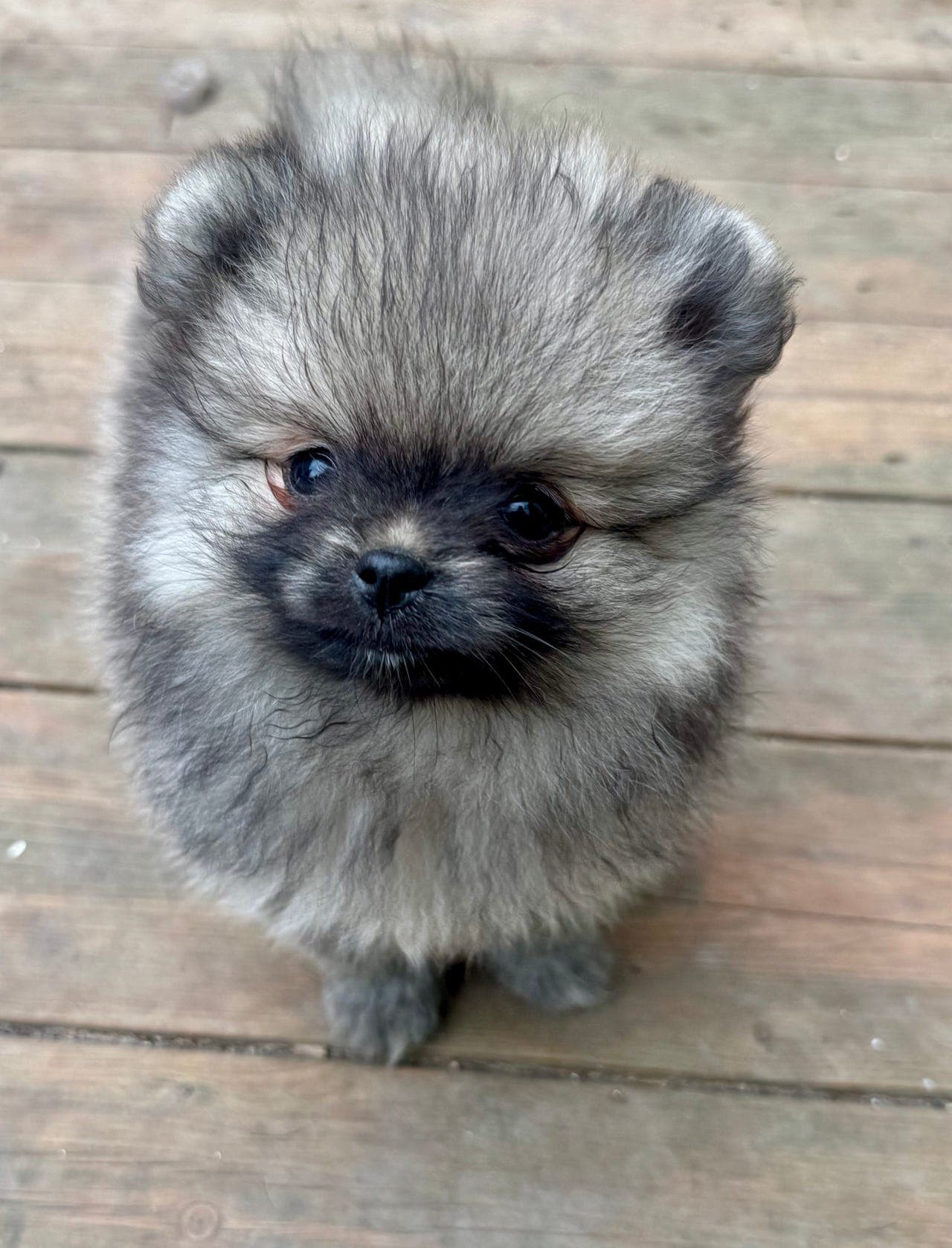 Pomeranian. Nkk reg. Tispe