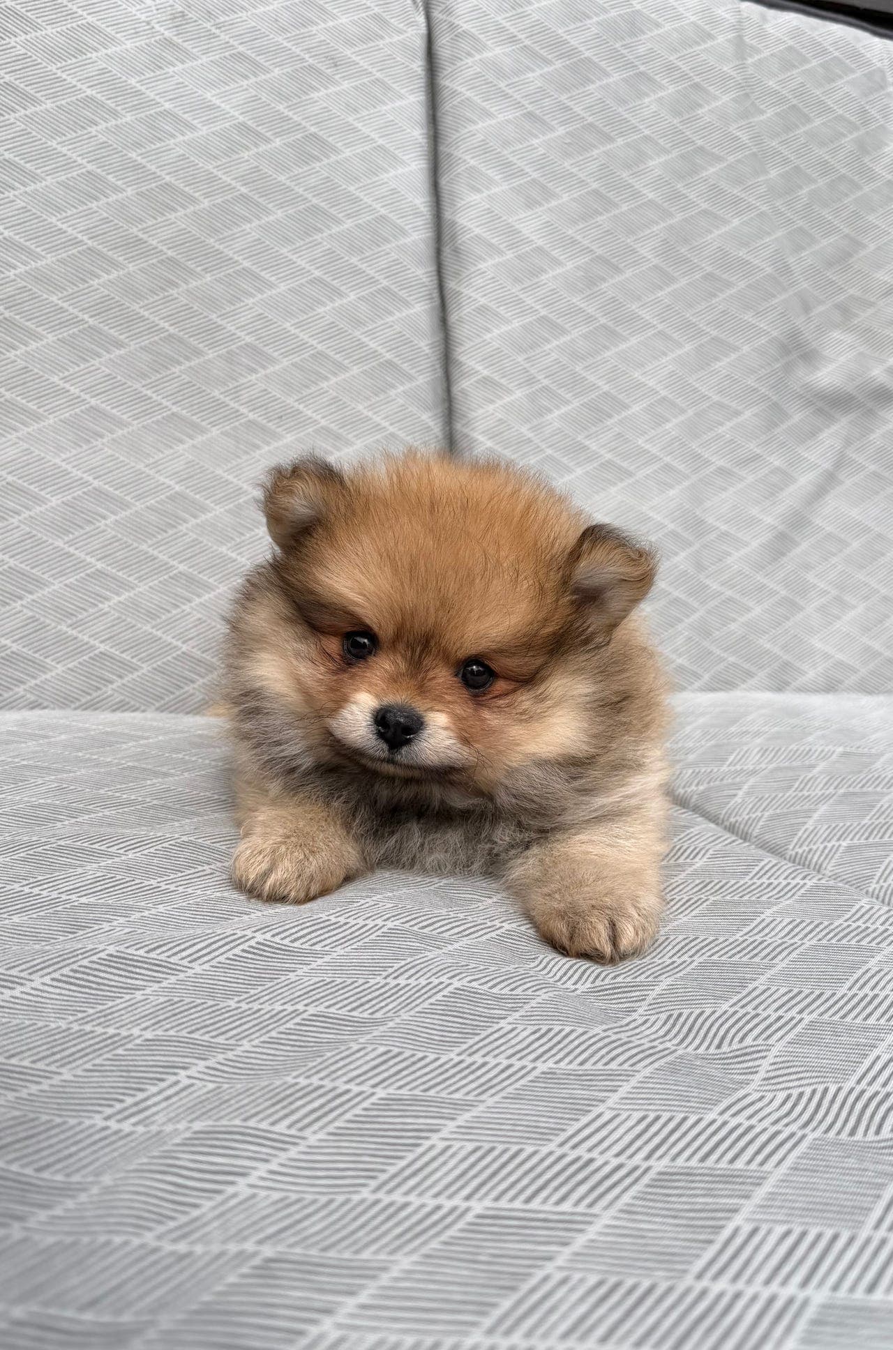 Valper pomeranian spitz, tisper, gutter