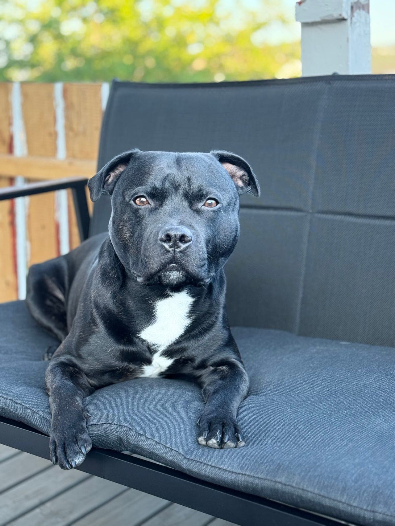 Staffordshire Bull Terrier, 5 år, søker nytt og trygt hjem