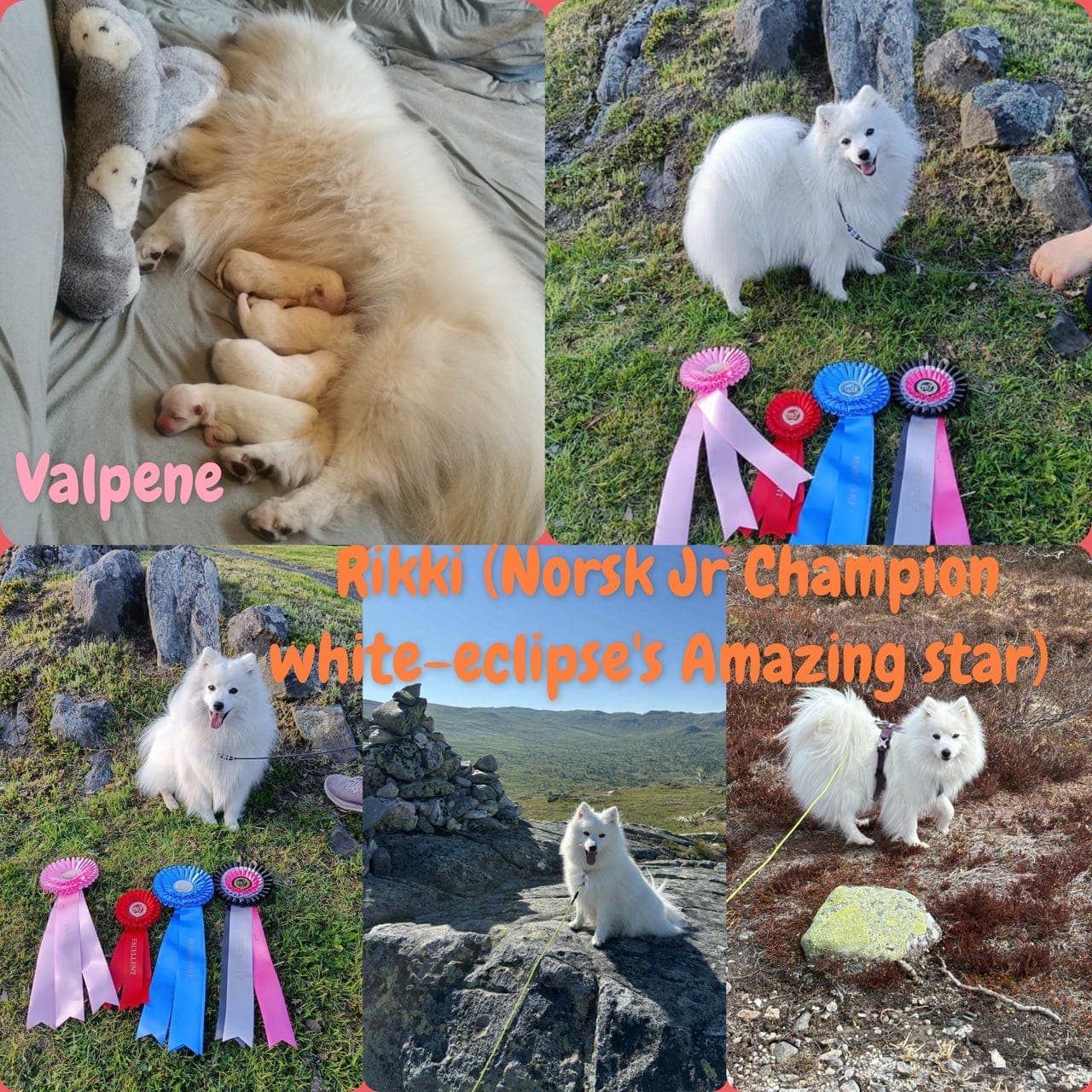 japansk spisshund valper til salgs