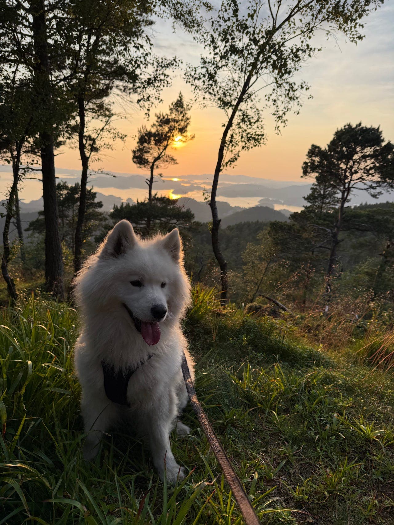 Snill og familiekjær samojed omplasseres