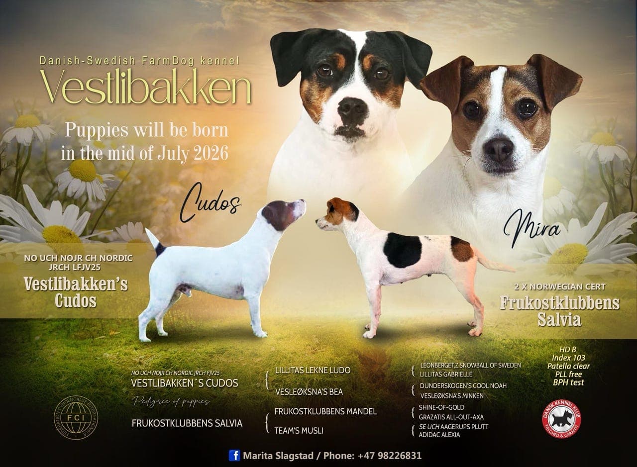Dansk-Svensk Gårdshund