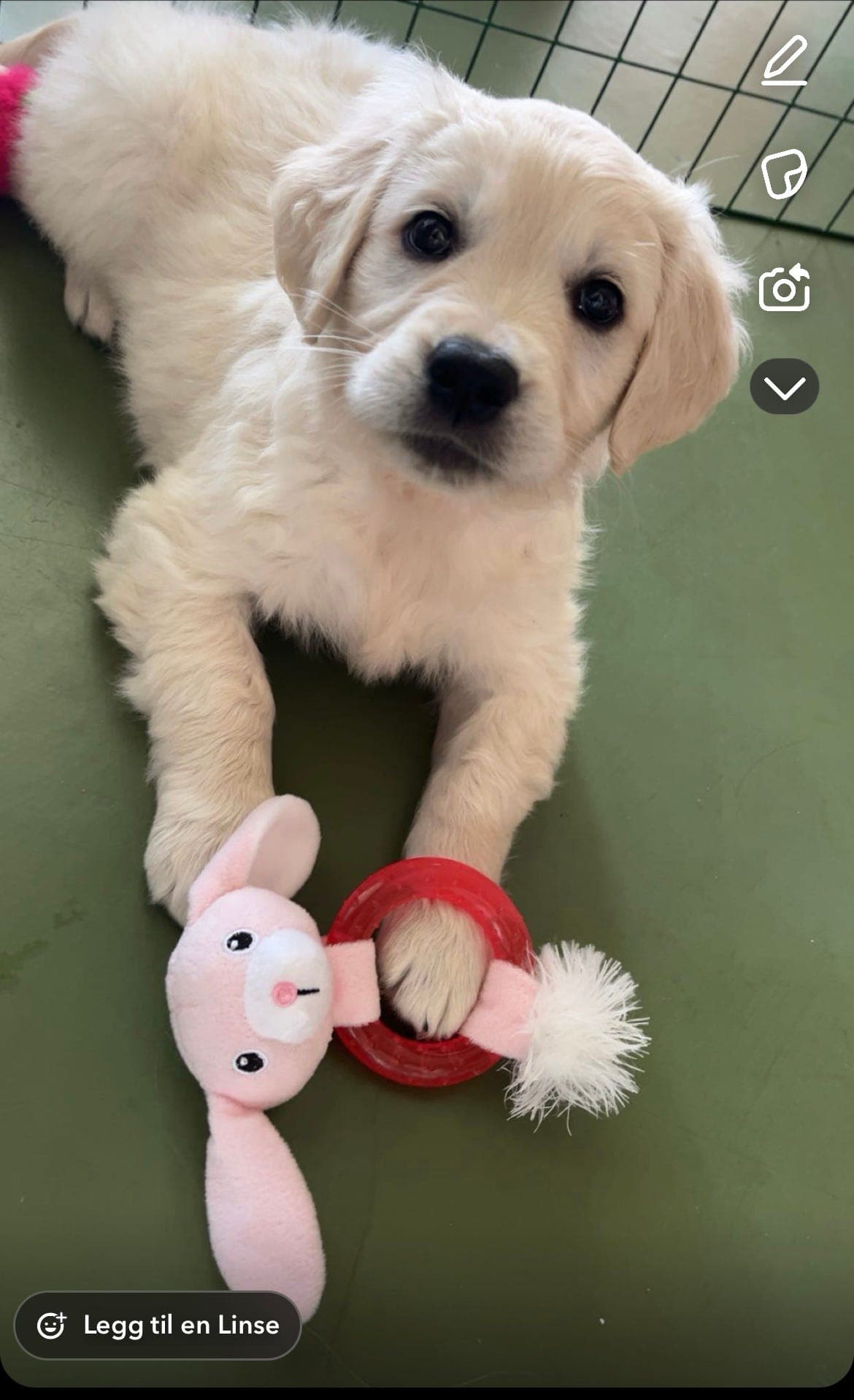 Golden retriever tispevalp reg NKK 8 uker