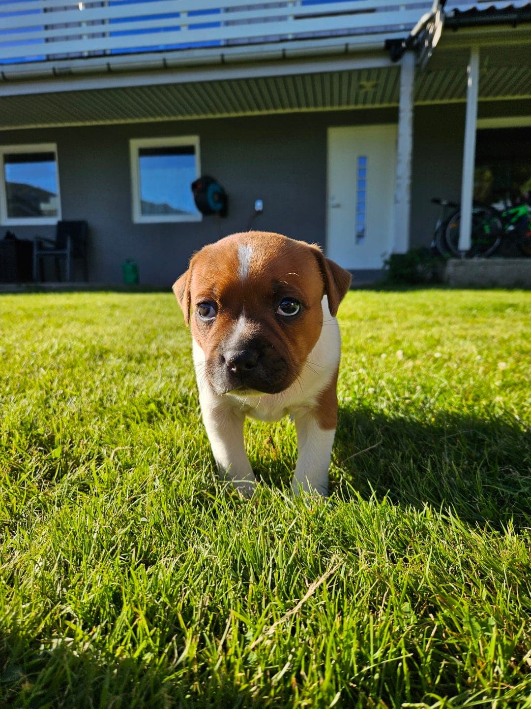 Staffordshire Bull Terrier