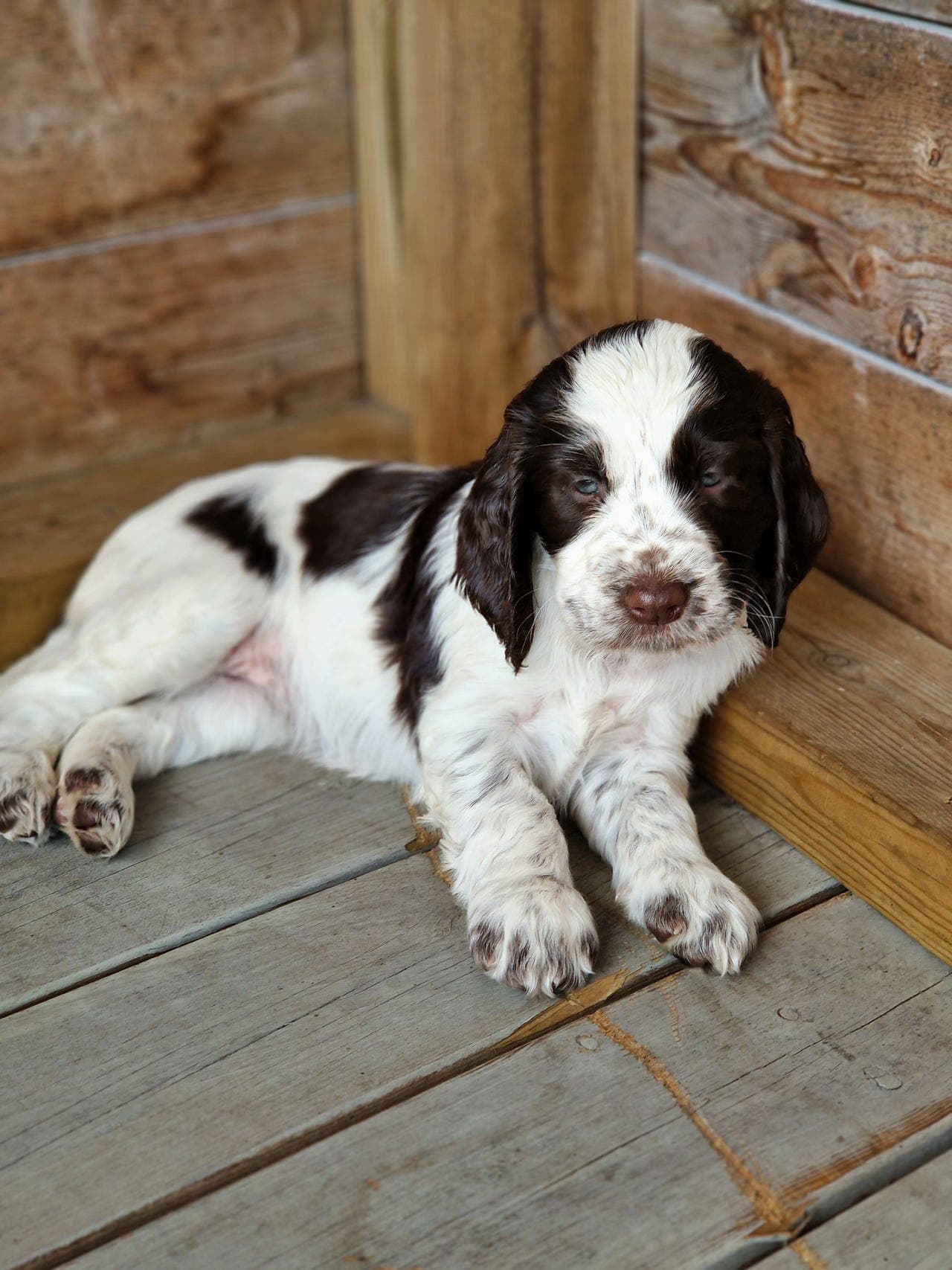 engelsk springer spaniel