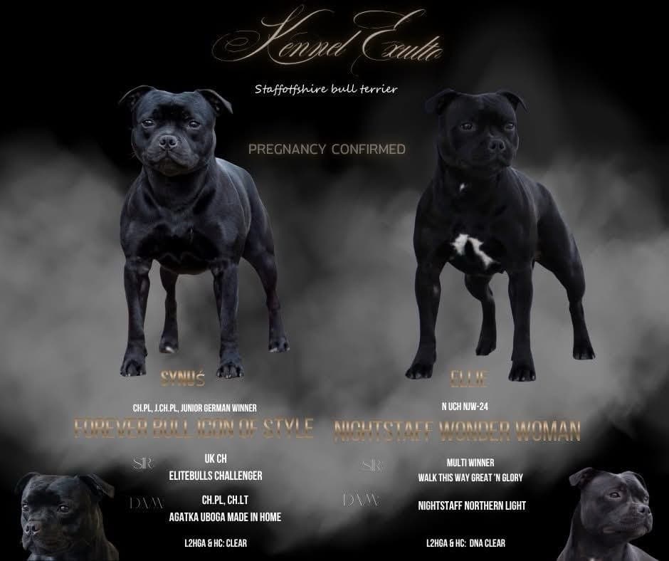 Kennel Exulto leter etter hjem til lille Oskar🫶🏼