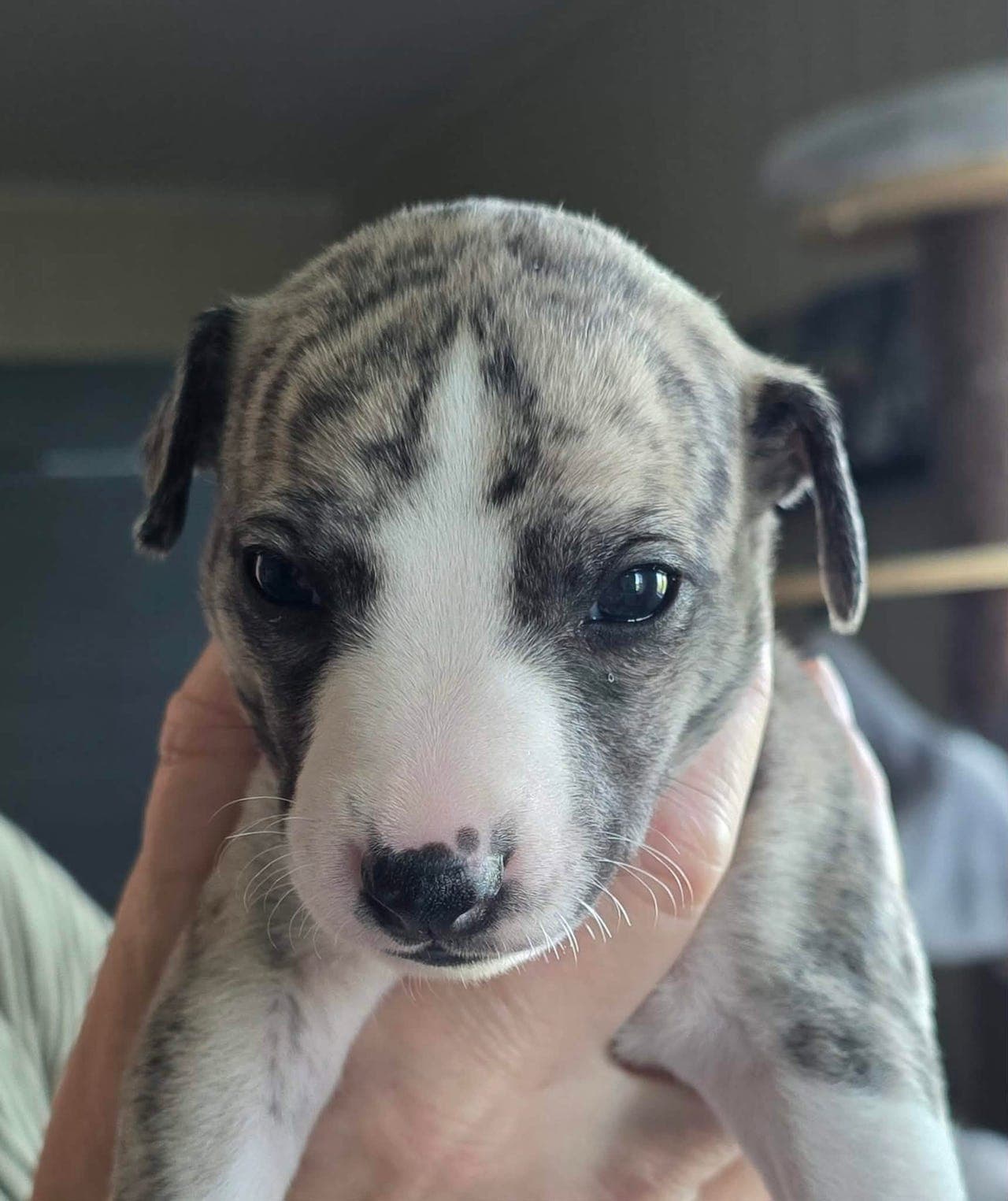 Nydelige Whippet valper