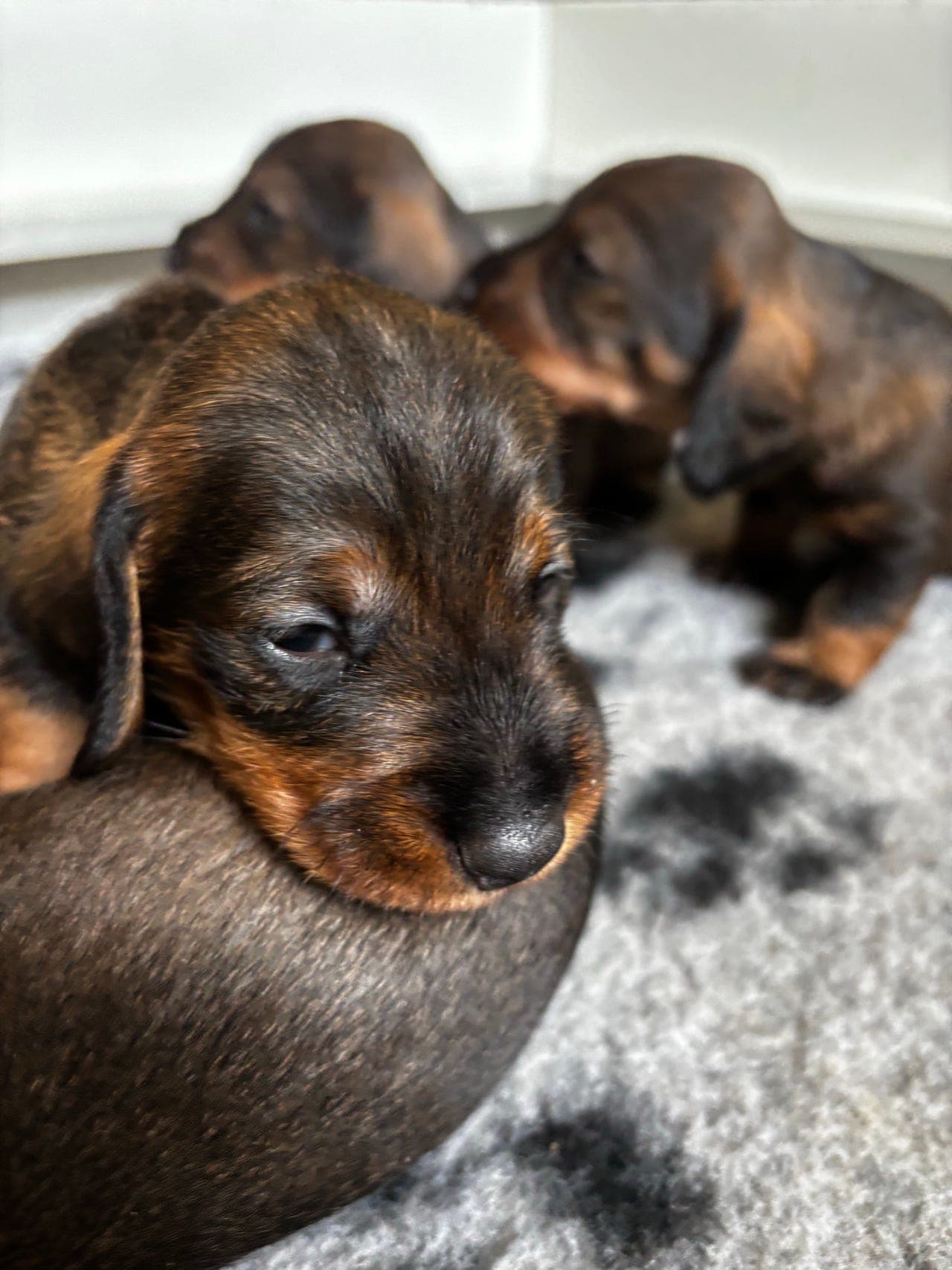 Tispevalp Strihåret Dachshund standard