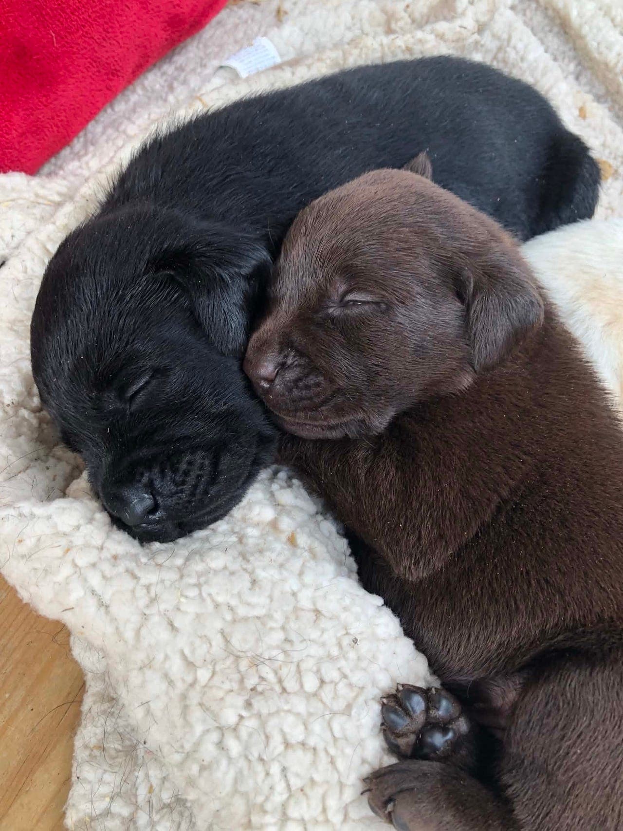 Labrador valper