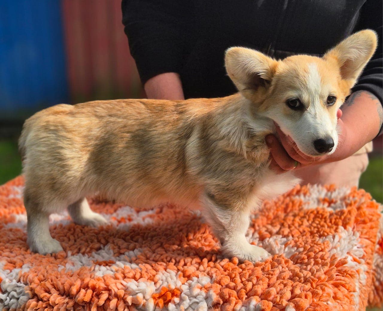 Welsh corgi pembroke valper leveringsklare, kun 2 valper igjen.
