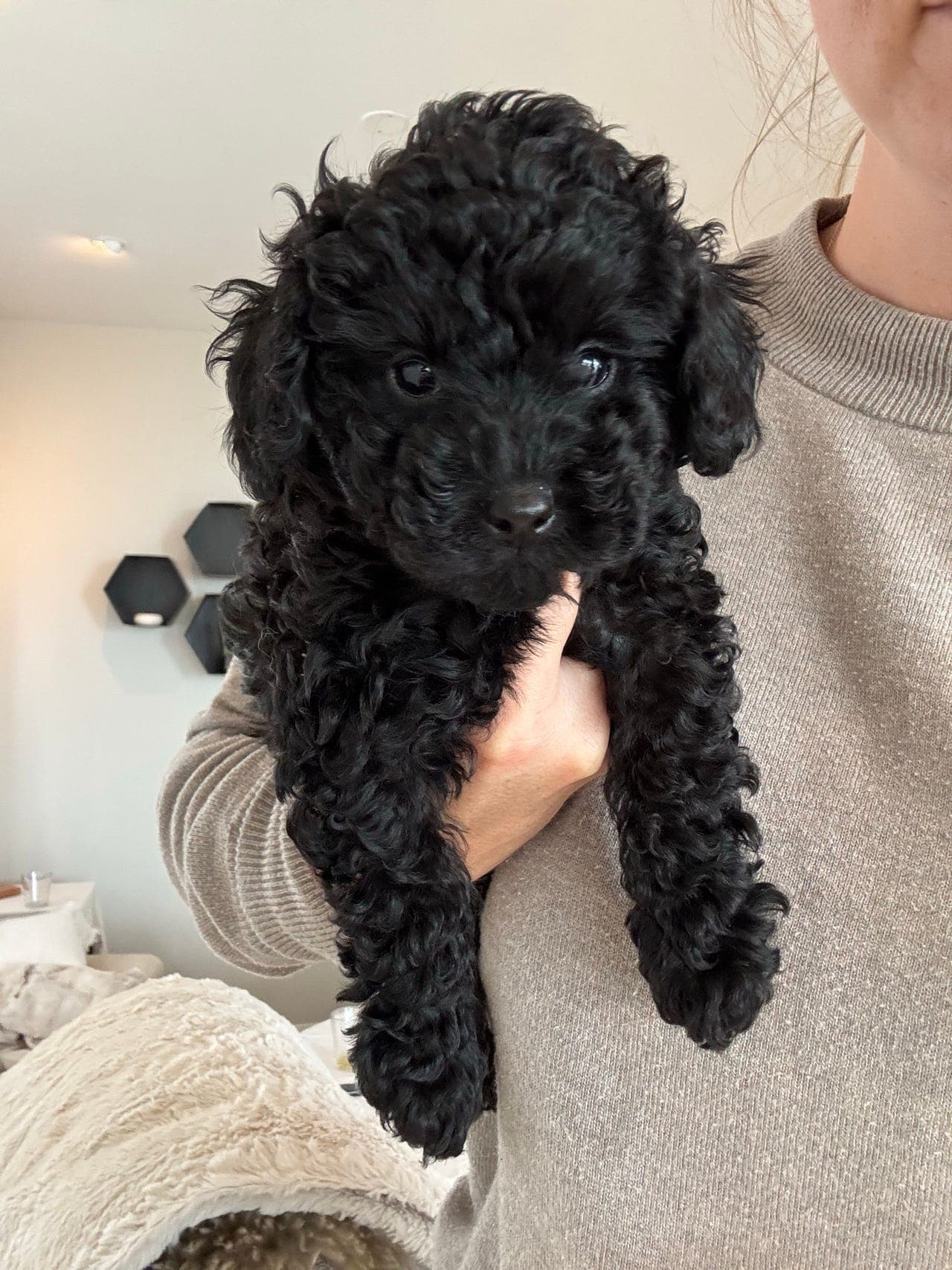 Dvergpuddelvalper fra NKK-registrert familieoppdrett 🐾