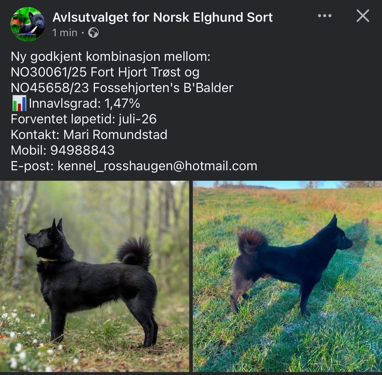 Norsk Elghund Sort valper ventes