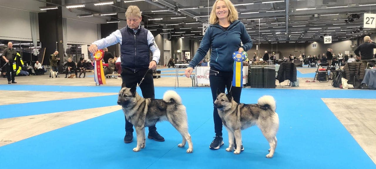 Norsk elghund grå valper til salgs