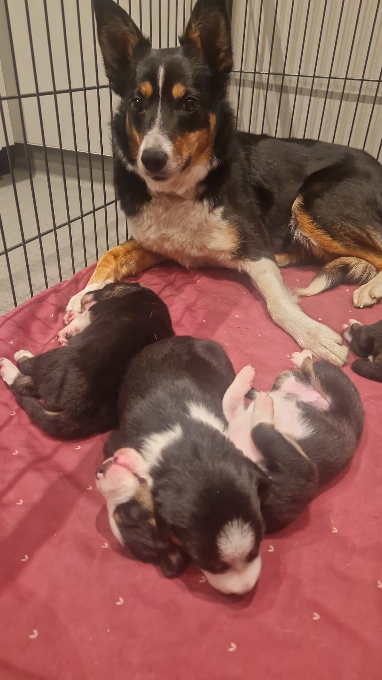 Border Collie -Gjeterhundvalp