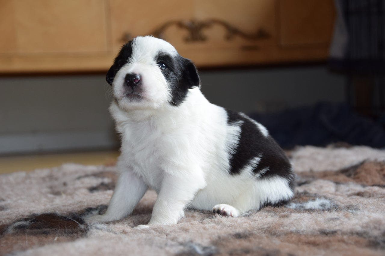 Border collie valper