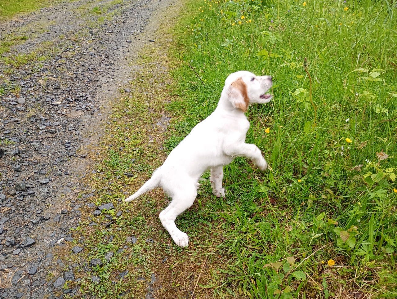 Engelsk setter hannvalp