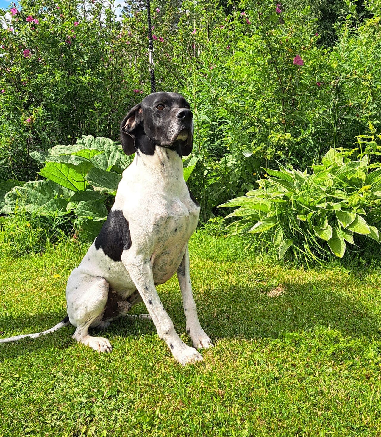 Elegant veldressert Pointer hann.
