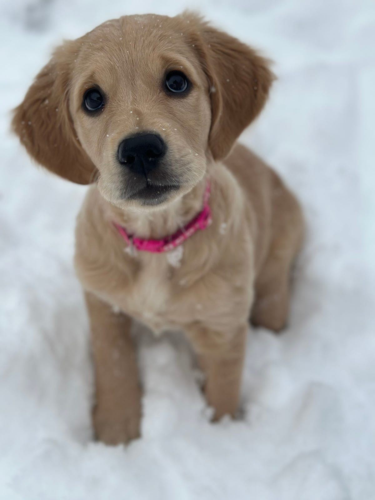 Golden retriever kvalpar av jaktlinjer