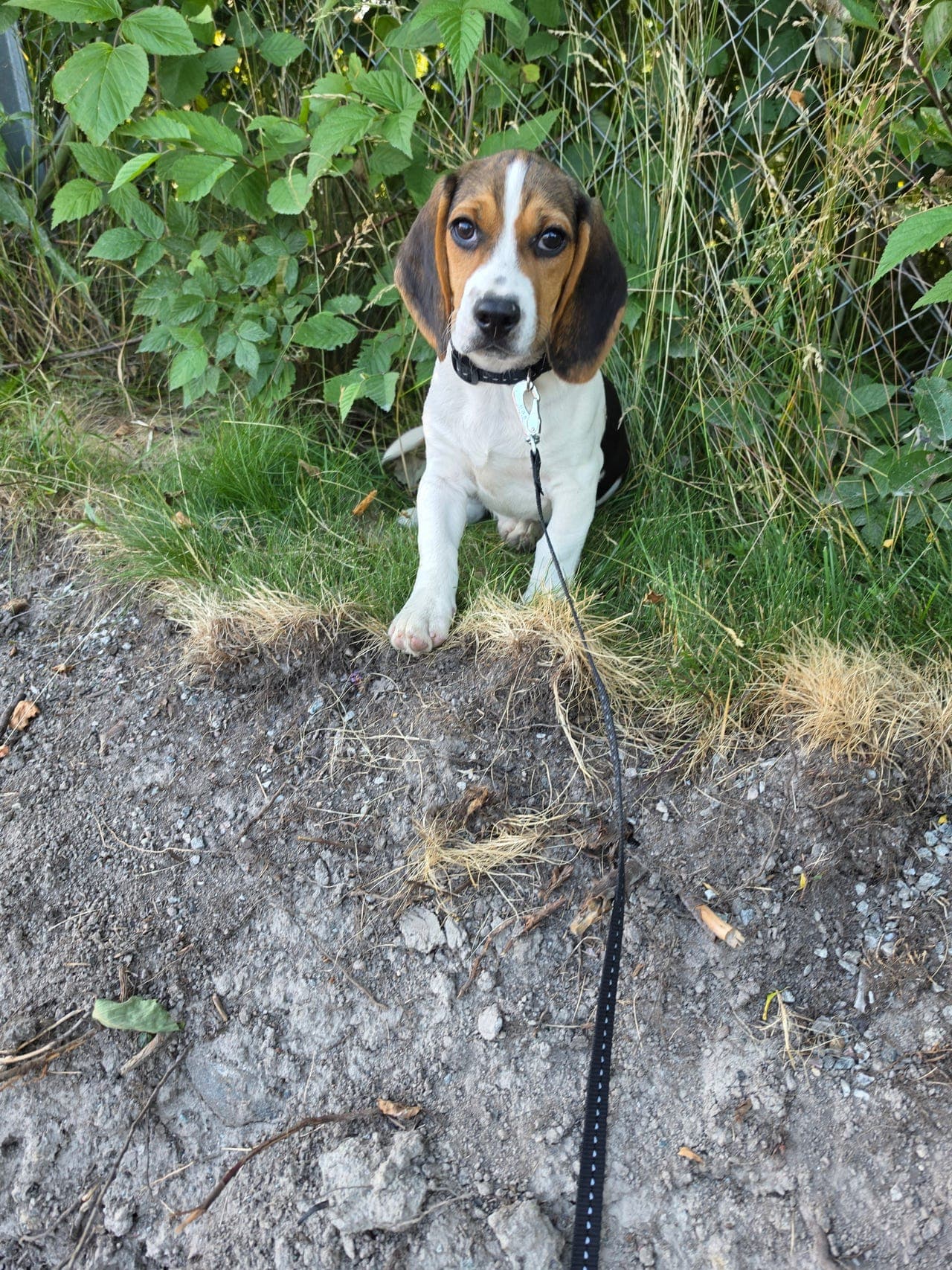 Beagle Han valp.