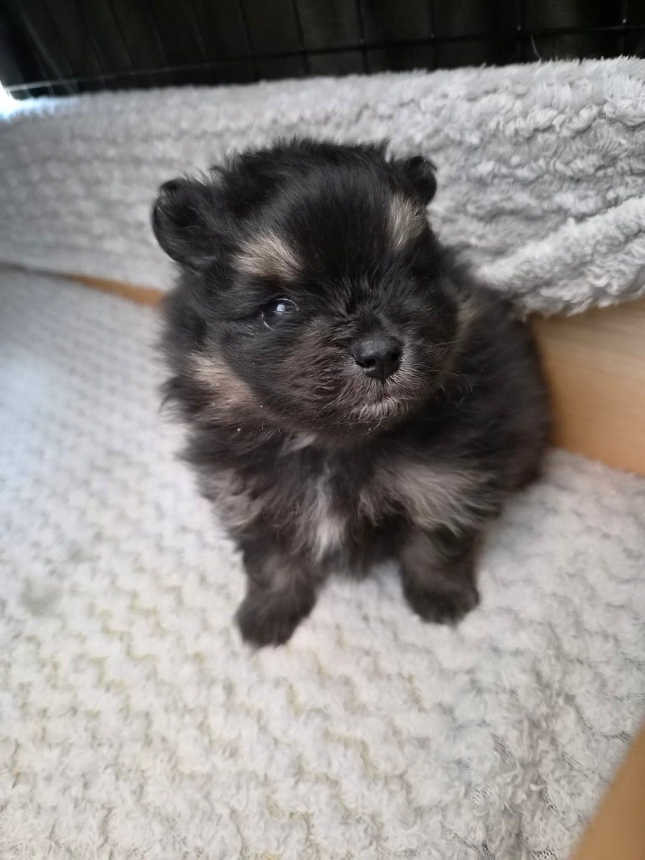 Nkk reg pomeranian gutter
