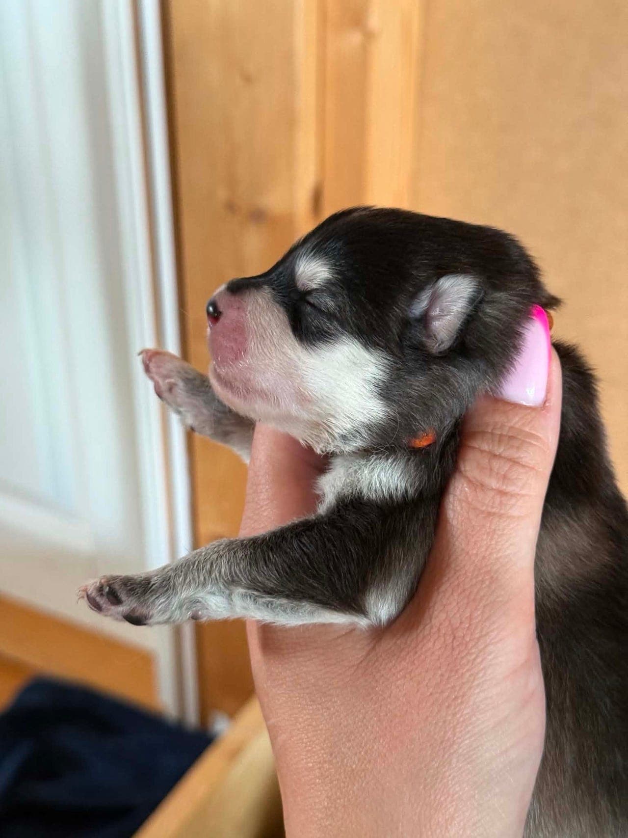 Finsk lapphund valper
