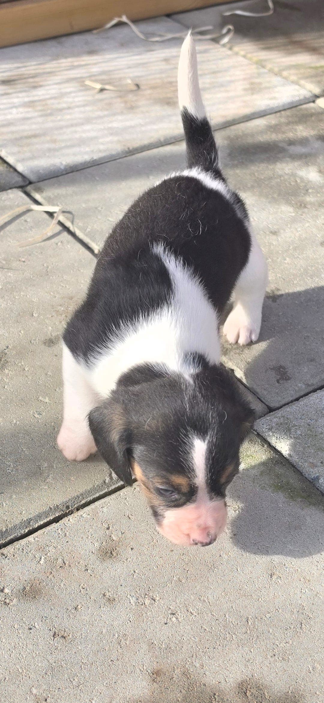 Beagle Tispe valp født 8.6 2026.