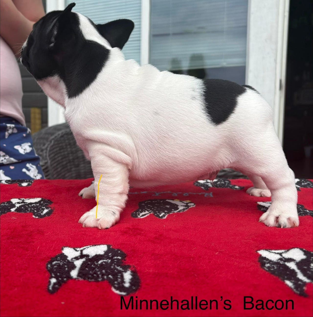 Fransk Bulldog valper