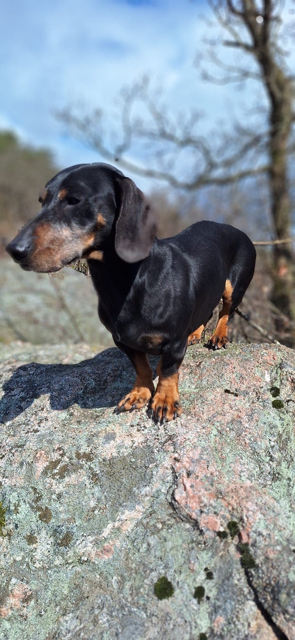 Dachshund korthåret sort/tan.