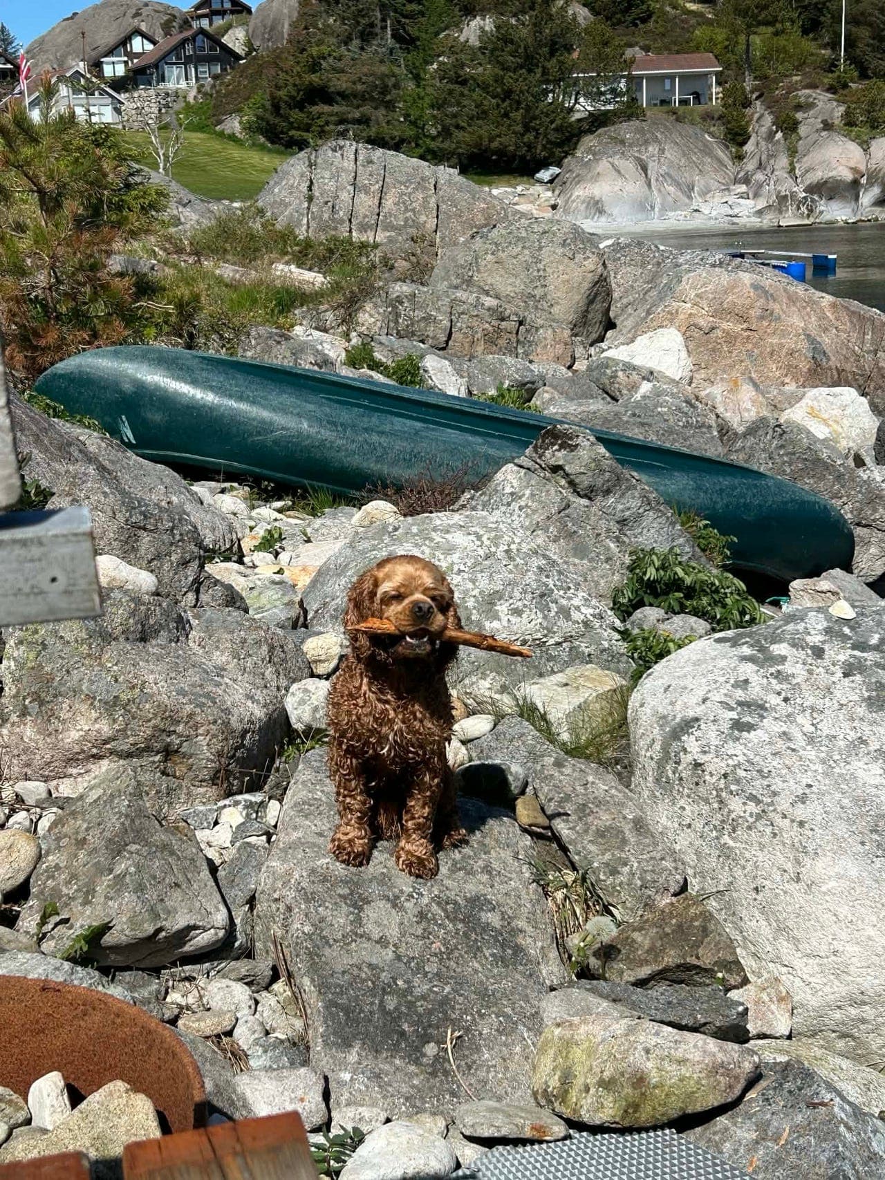Amerikansk cocker spaniel søker nye eiere