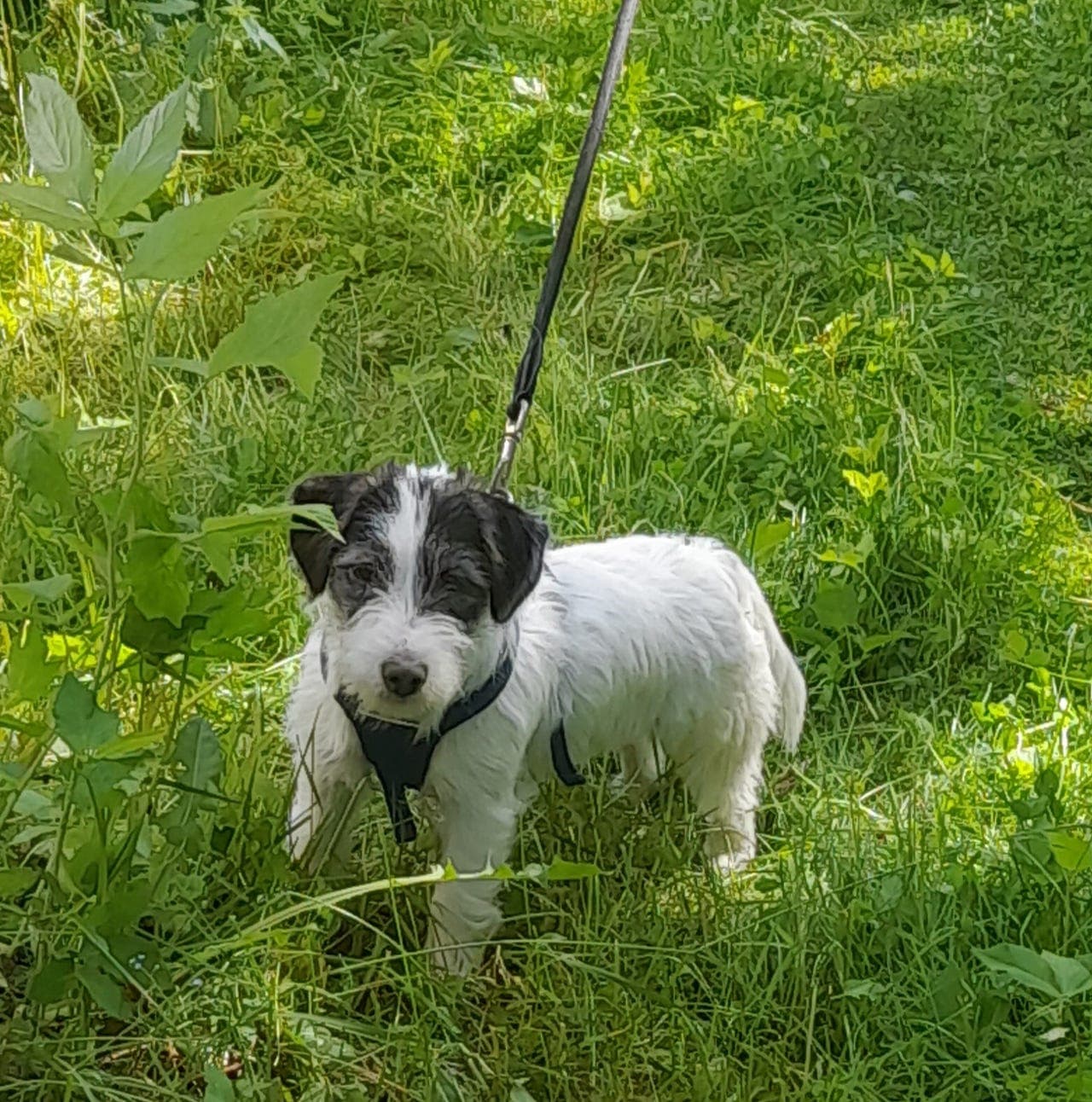 Koselige Jack Russell Terrier-valper søker gode hjem