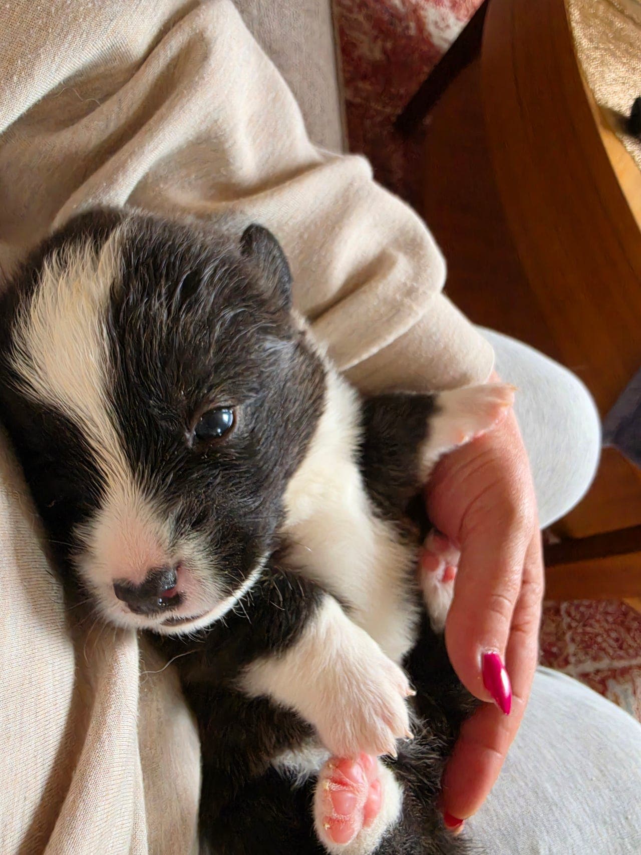 Welsh Corgi cardigan valper