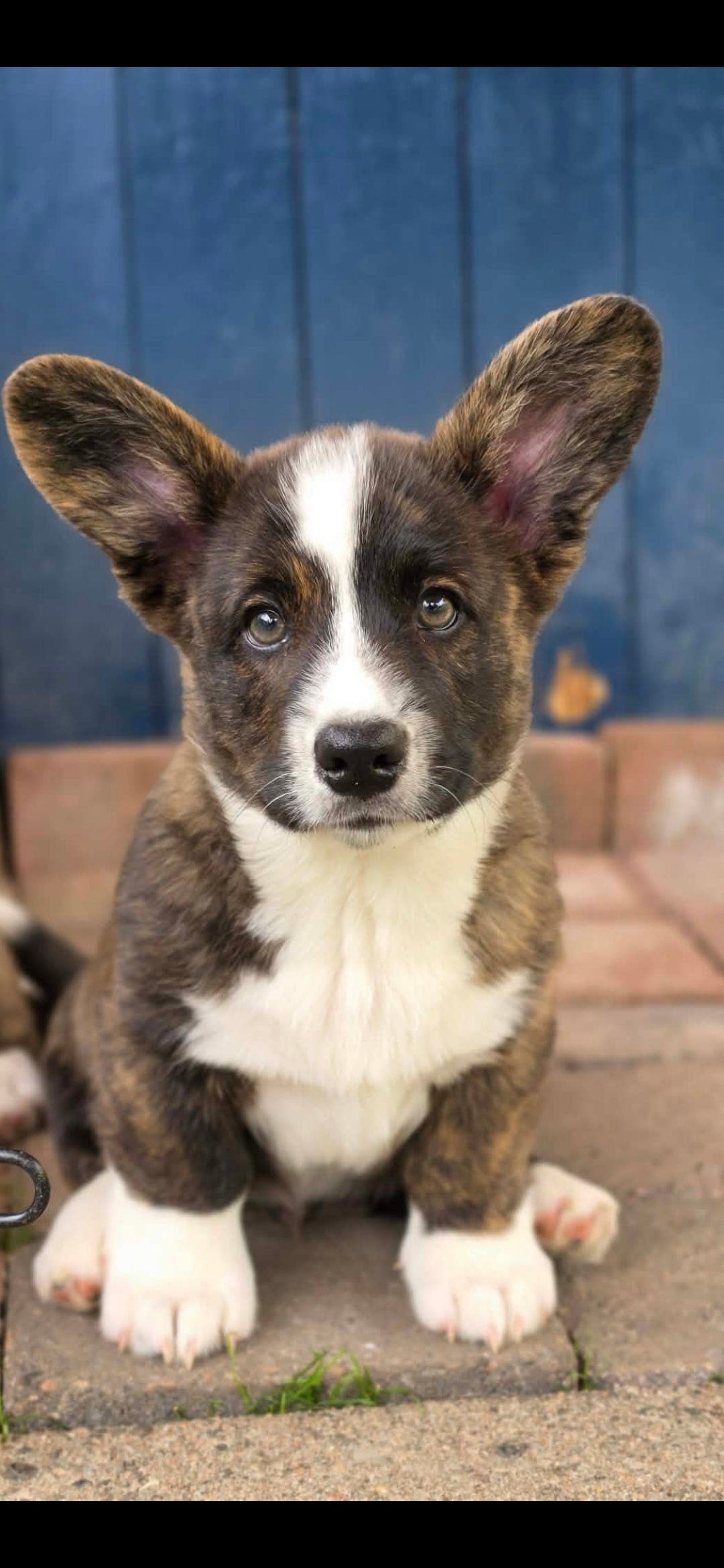 Welsh Corgi cardigan valper