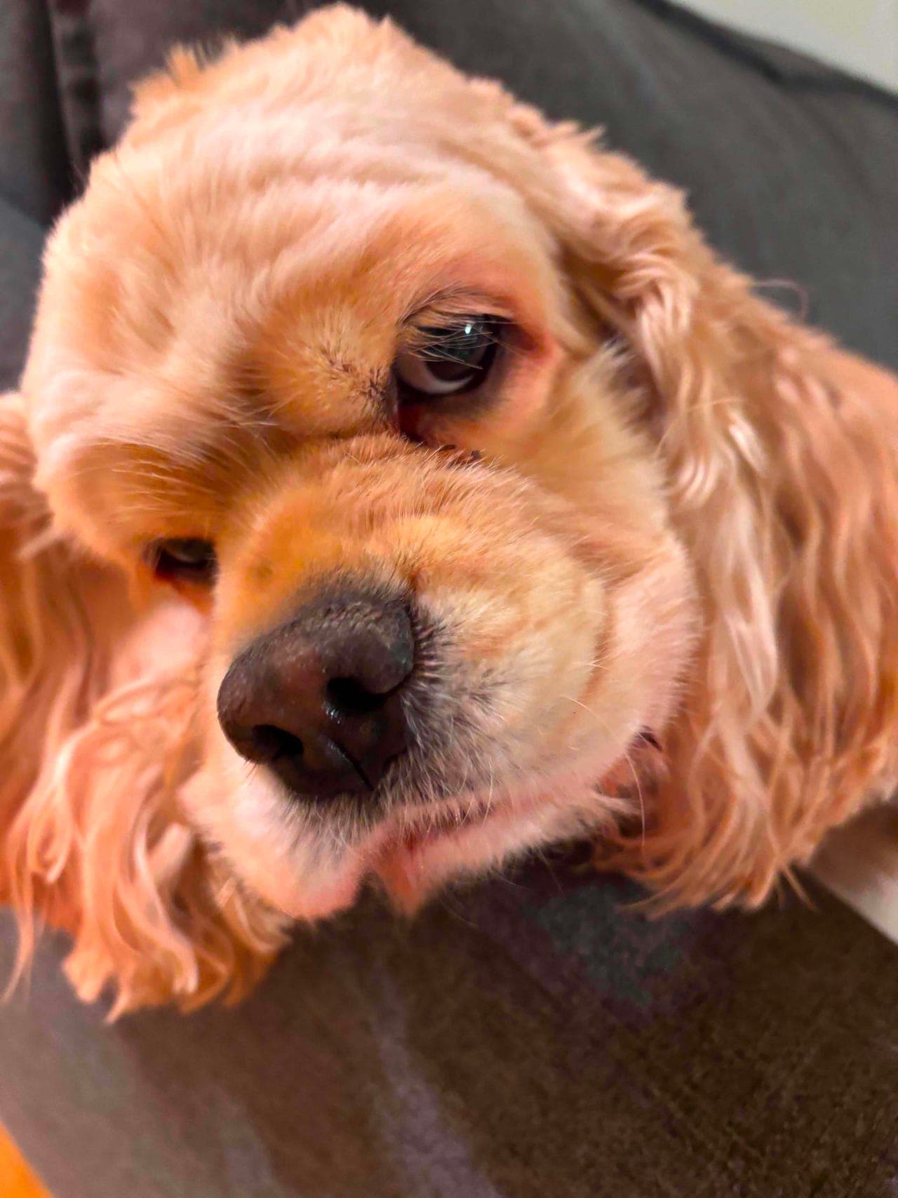 Amerikansk koker spaniel