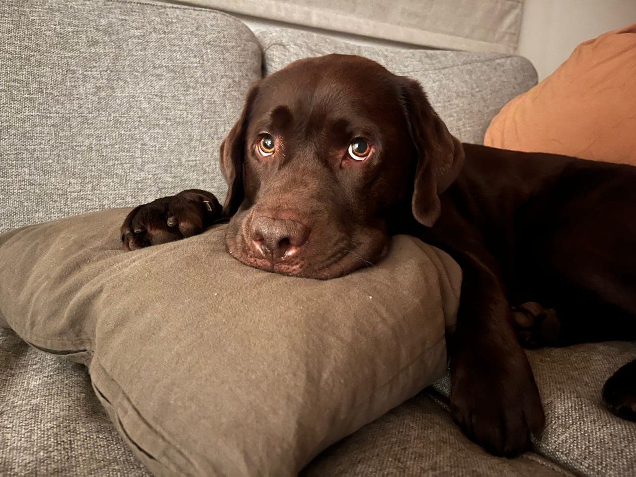 *Reservert* Dele hund?