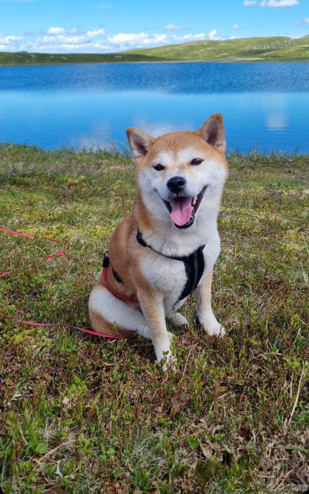 Søker avlastningshjem til shiba inu tispe