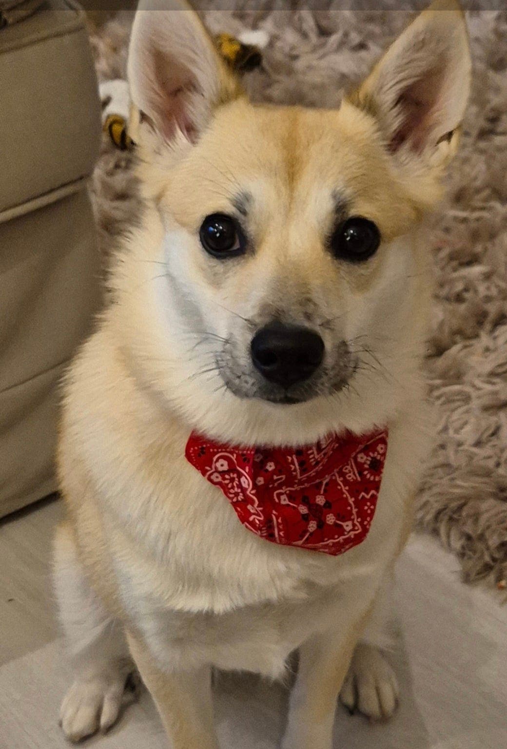 Norsk buhund