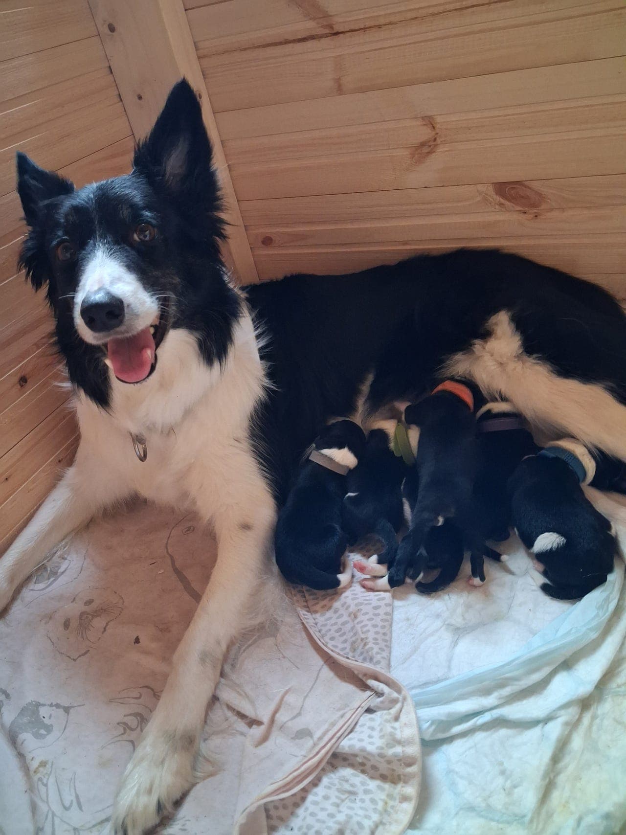 Border collie valper