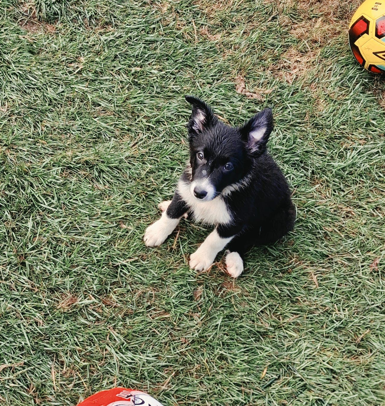 Border collie valper