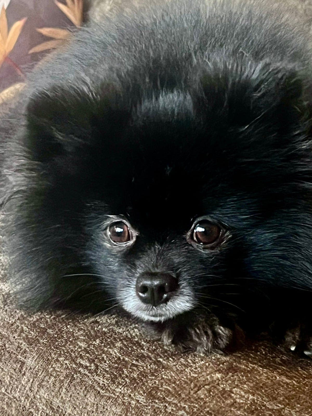 Pomeranian hann vurderes solgt Reservert
